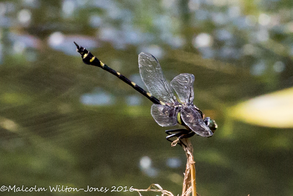 Common Flangetail