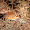 Elephant Shrew