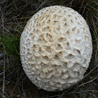 Pineapple puffball mushroom