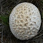 Pineapple puffball mushroom