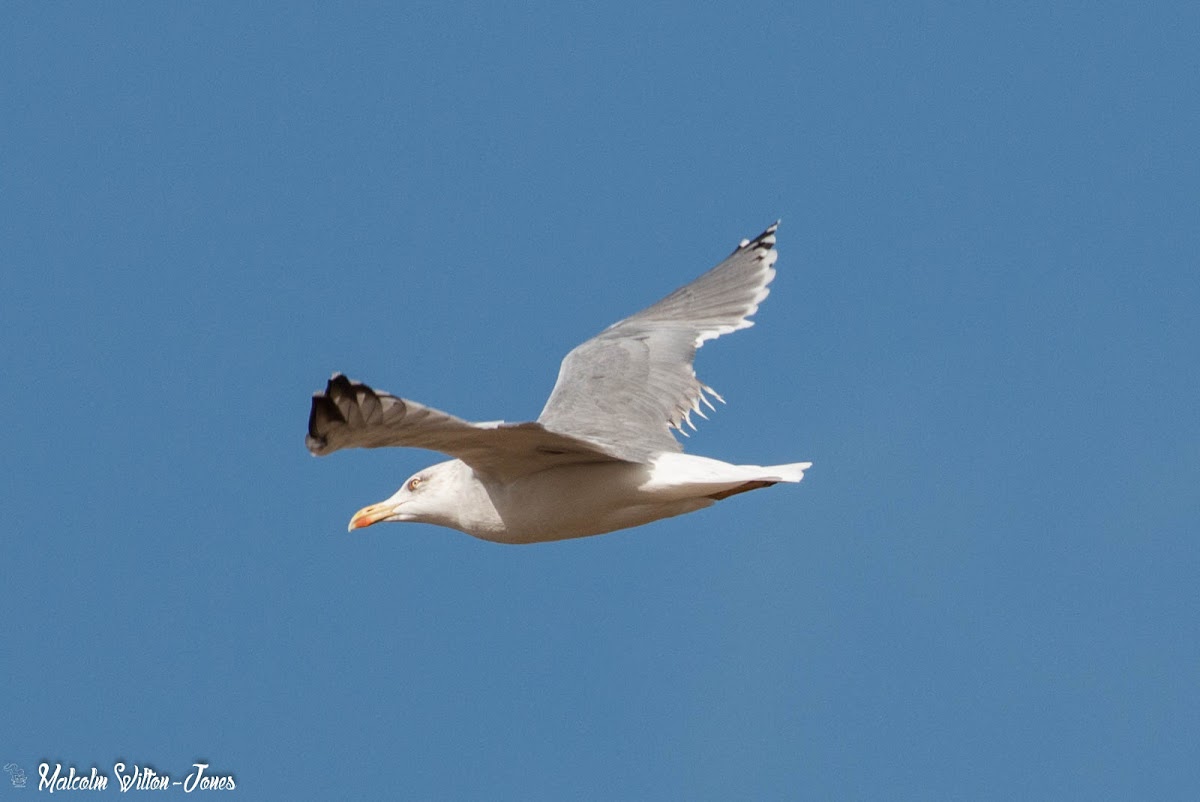 Yellow-legged Gull