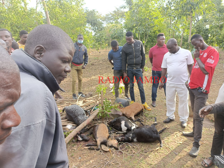 Wakaazi katika eneo ambalo mshukiwa Steve Olumbe alimuua nyanyake na wanyama wanane huko Homa Bay.