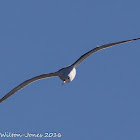 Yellow-legged Gull; Gaviota Patiamarilla