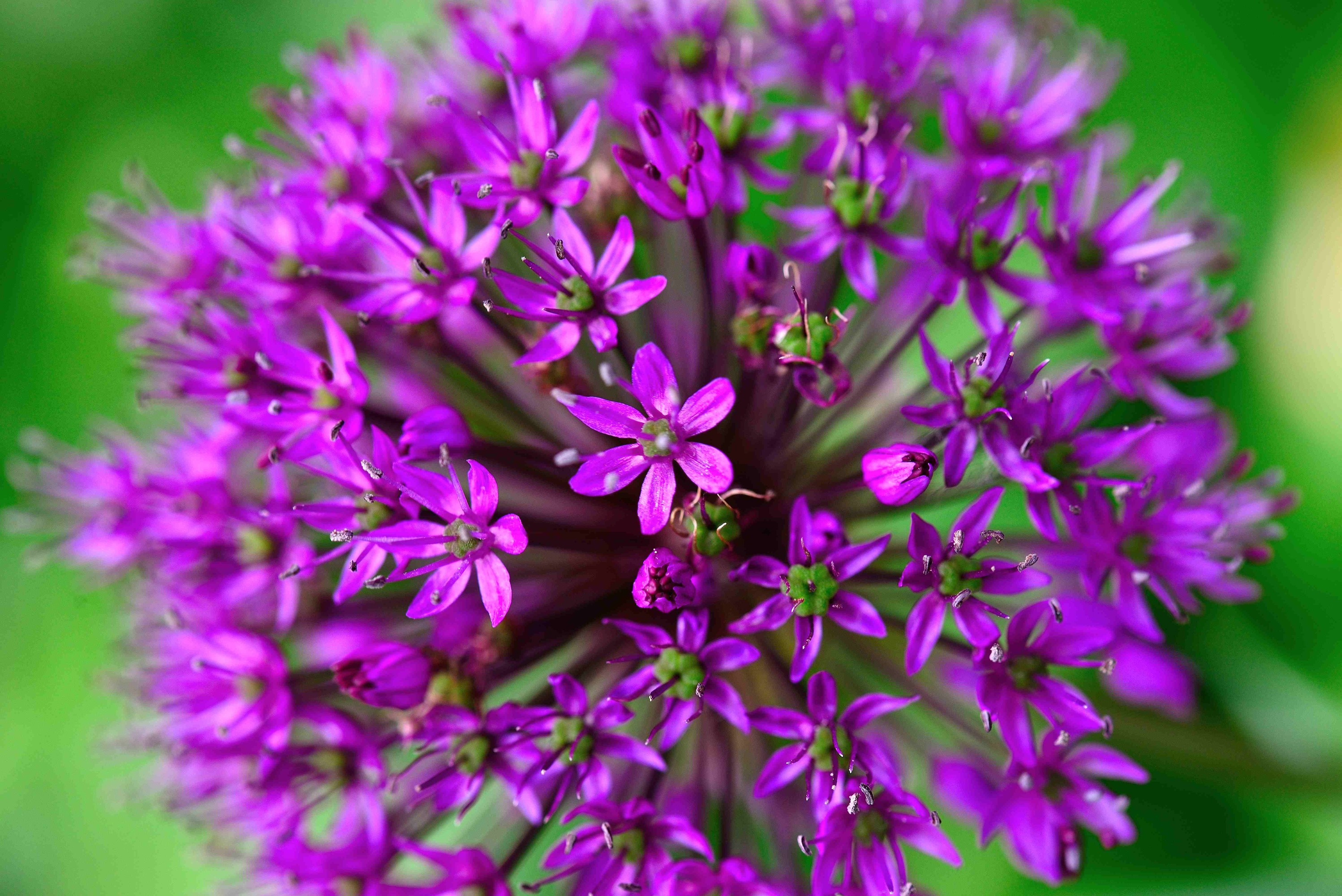 Alium blooms di williamditoules