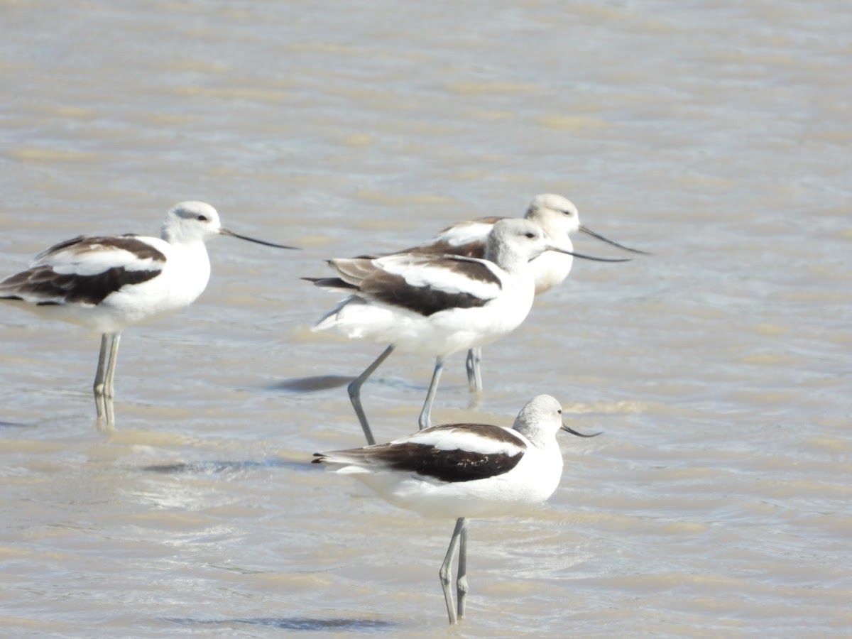 American avocet