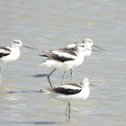 American avocet