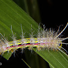 Saturnid caterpillar