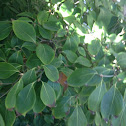 Flowering Dogwood