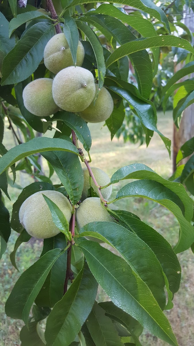 Peach Tree