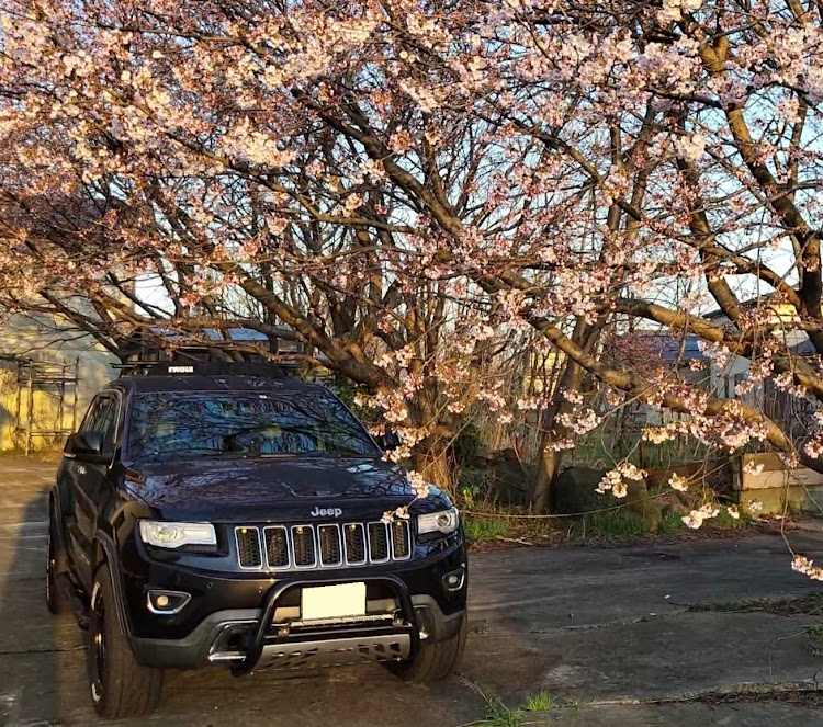 グランドチェロキーの桜とコラボ🌸・山の王👑を目指す😁・満開にゎまだ早い・暇人の休日・4月9日は、四駆の日✨に関するカスタム事例の投稿画像1枚目