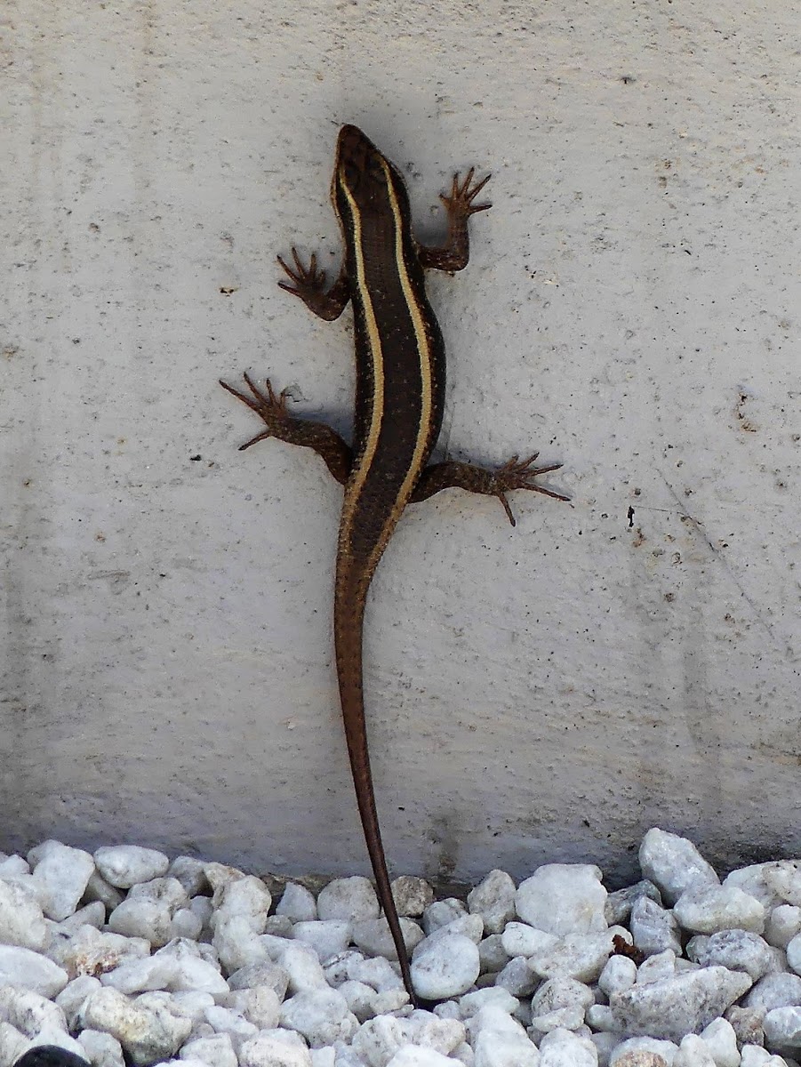 African Striped Skink