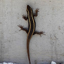 African Striped Skink