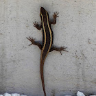 African Striped Skink