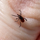 Blacklegged Tick (Female)