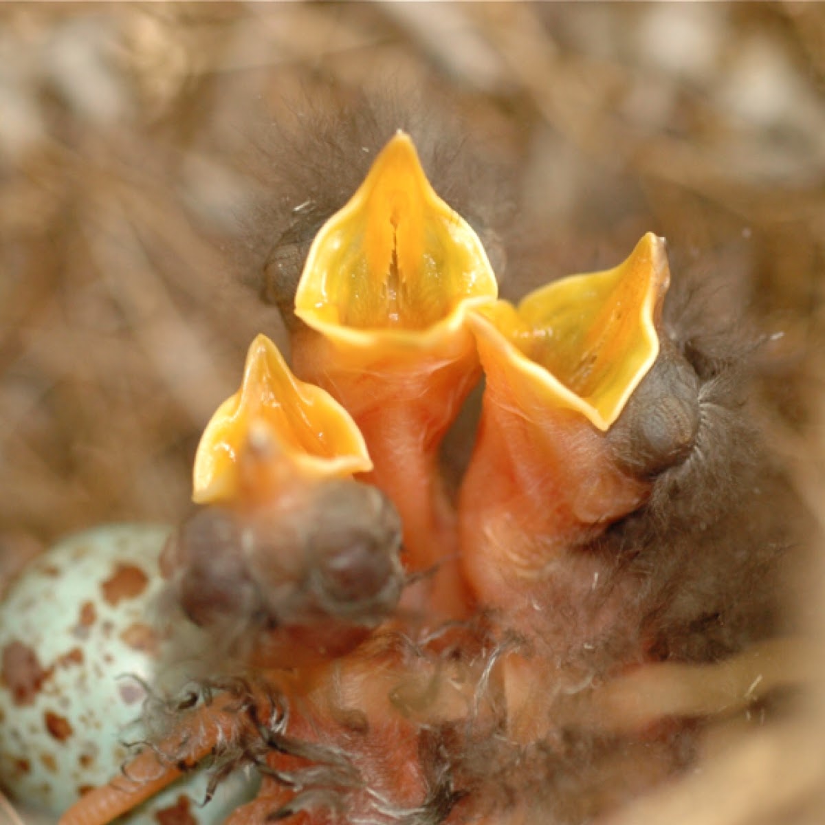 Mocking bird