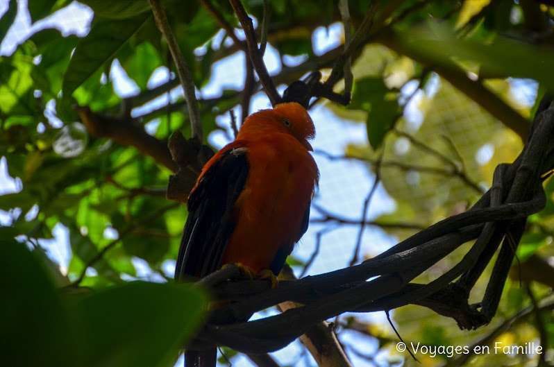 San Diego Zoo - lost forest birds