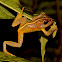 Fiji Tree Frog