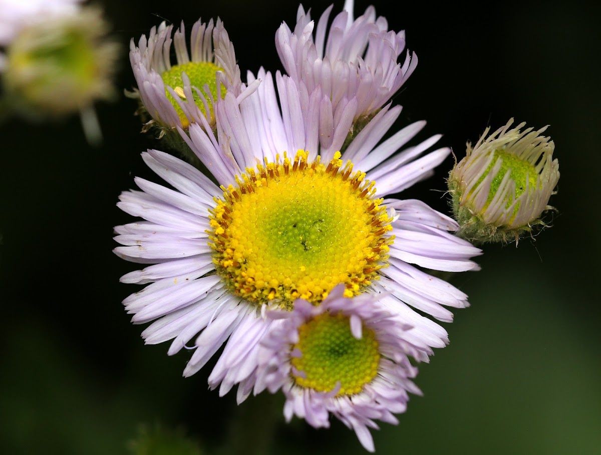 Daisy Fleabane