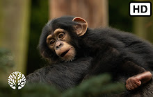 Chimpanzee HD Wallpapers New Tab small promo image