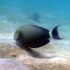 Fine Lined Surgeonfish