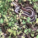 Western Ribbon Snake