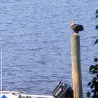 American Bald Eagle