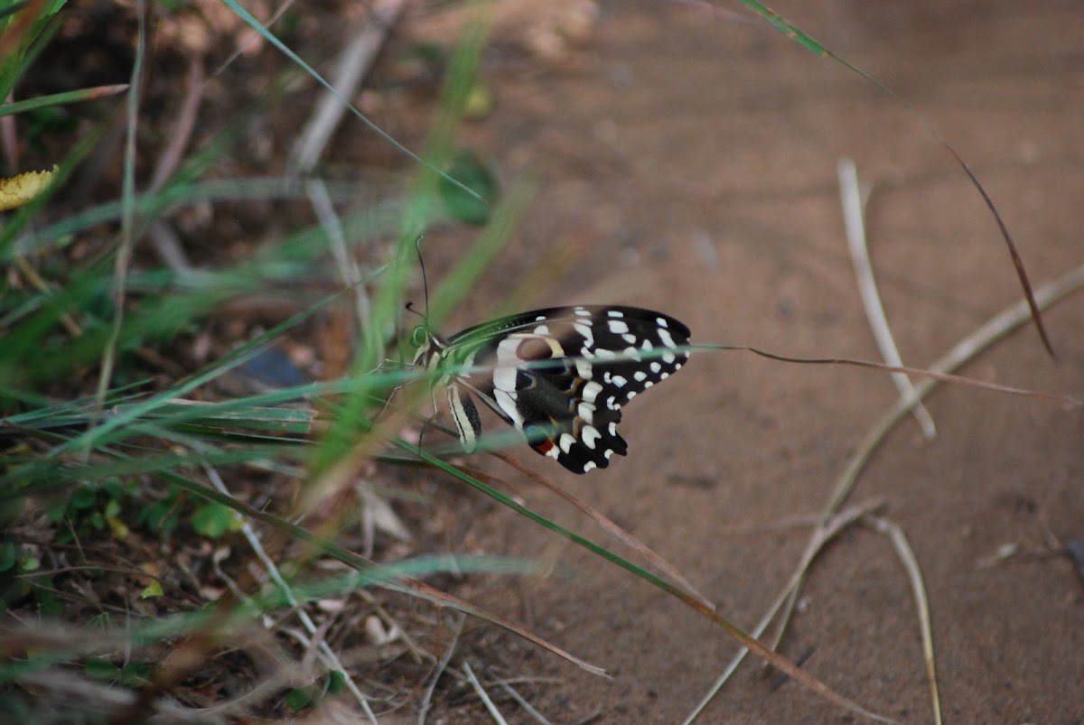 Citrus Swallowtail Butterfly