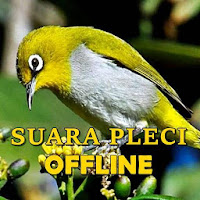 Kicau Suara Burung Pleci Gacor MP3 Offline