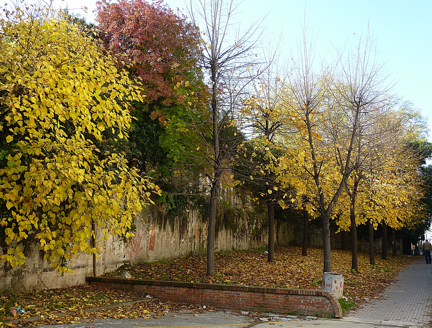 Viale in Autunno di FransuaR