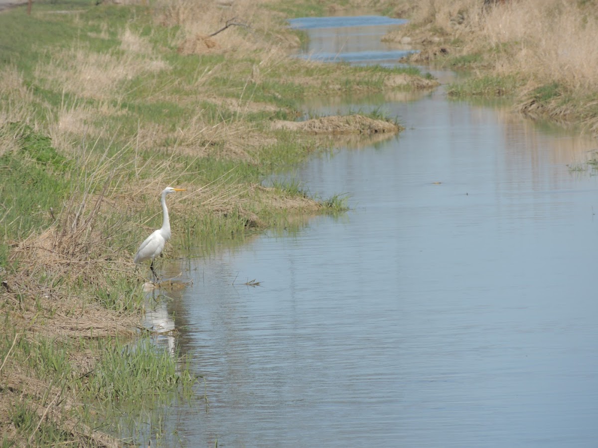 Great Egret