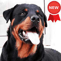 Rottweiler Dog Wallpapers