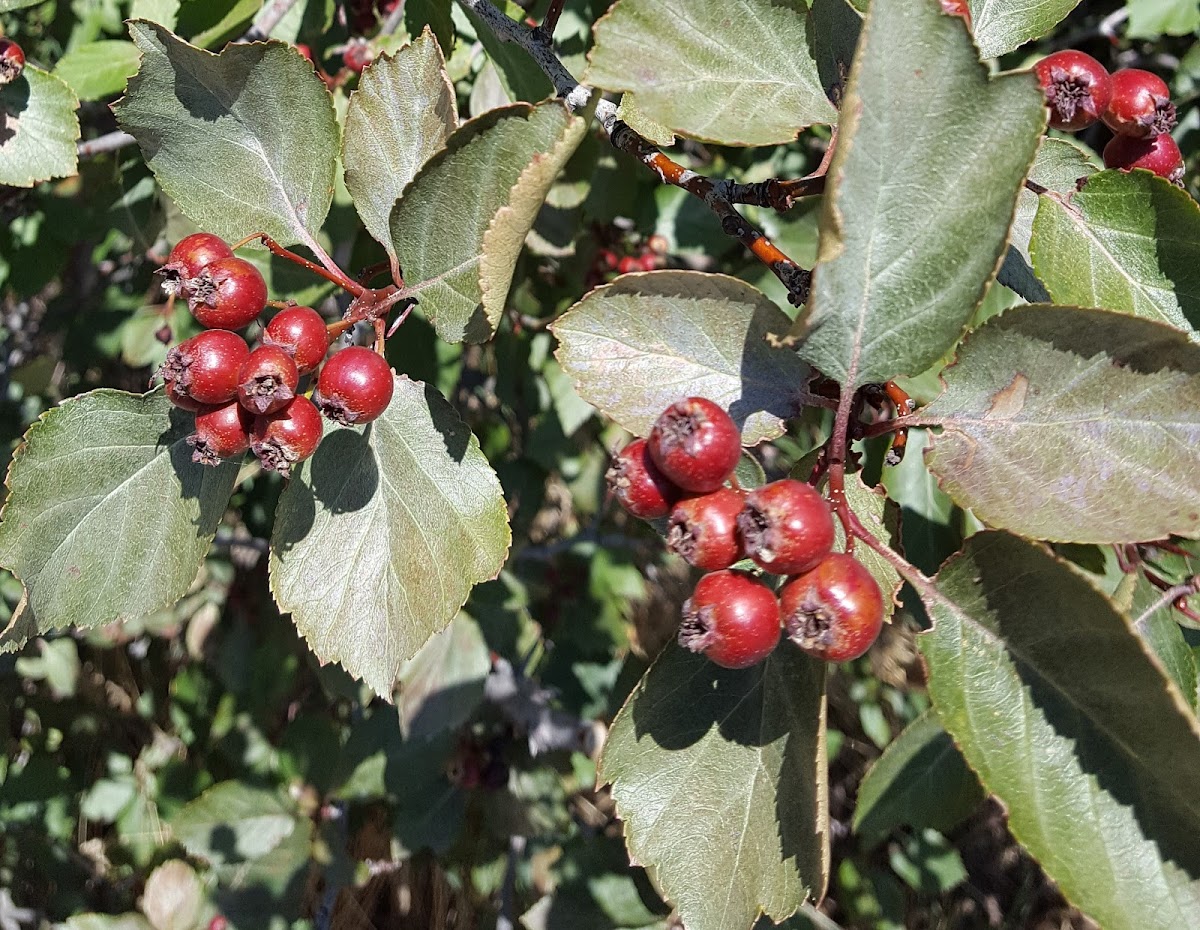 black hawthorn