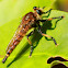 Bearded Robber Fly