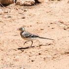 White Wagtail; Lavandera Blanca