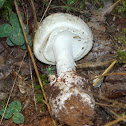 False Deathcap