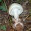 False Deathcap