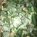 Canary Ivy