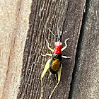 Red-headed Bush Cricket