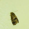 Little Owl Moth