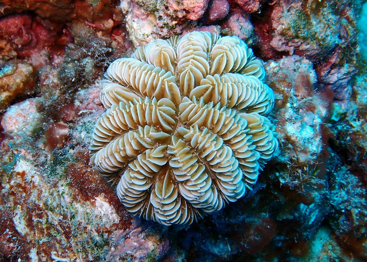 Maze Coral