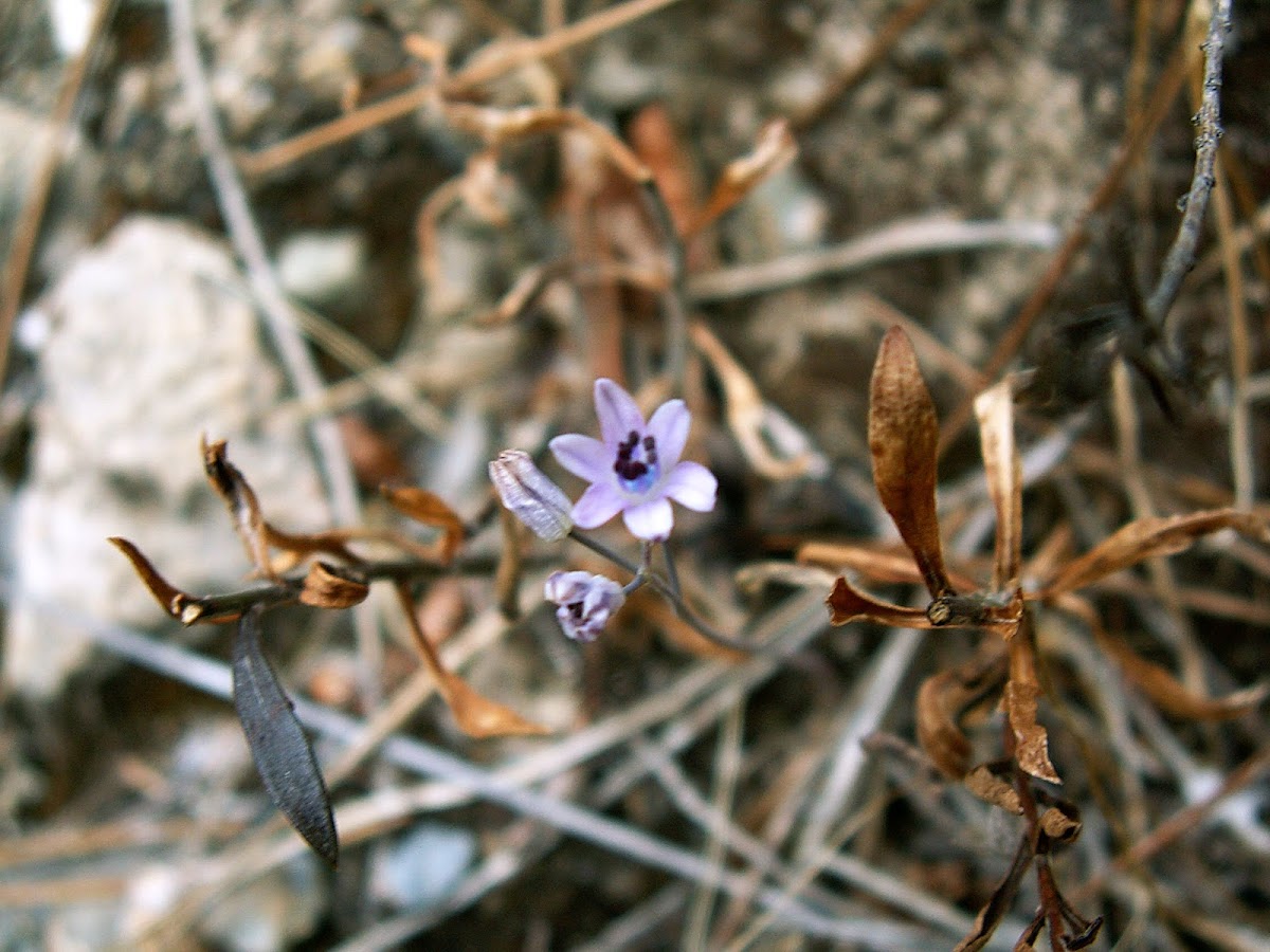 Autumn Squill