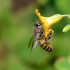 Wild bee