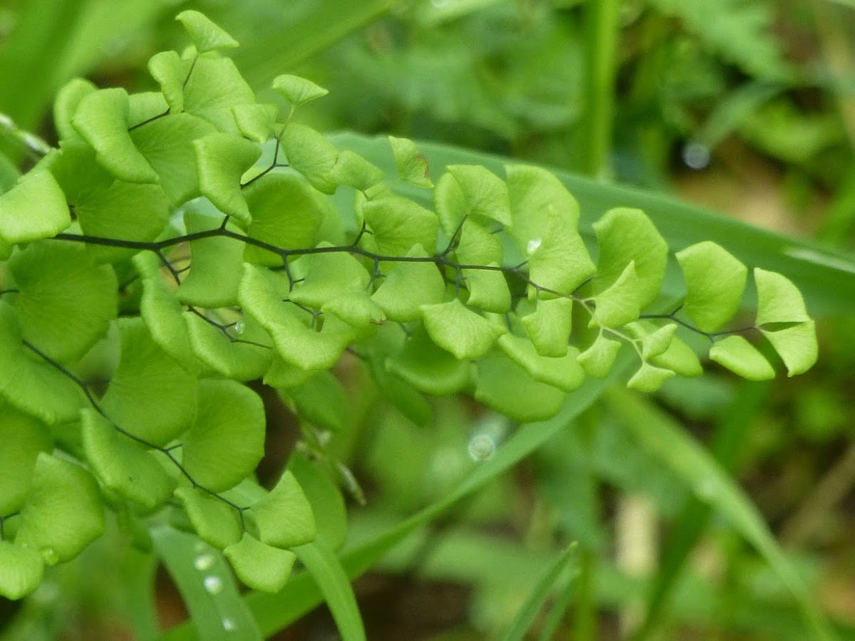 Maiden hair fern