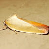 Oecophorid moth