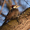 pileated woodpecker