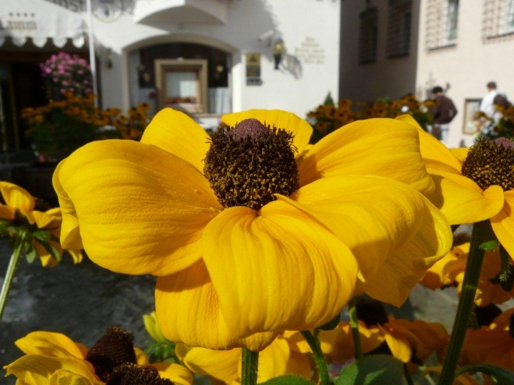 Il bello del giallo di massimomalagoli