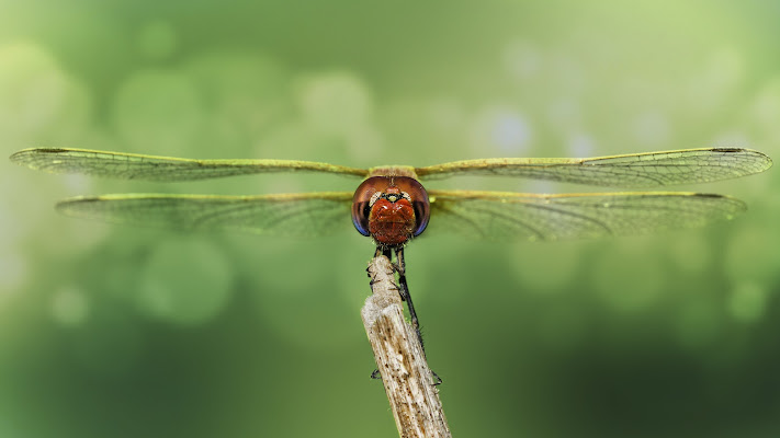 Dragonfly posing di PH...C.Collovà