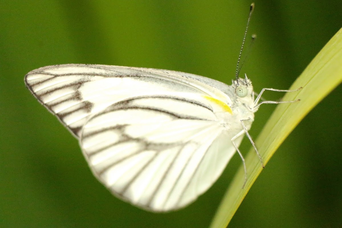 Striped Albatross