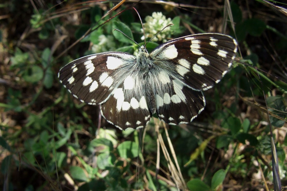 Marbled White