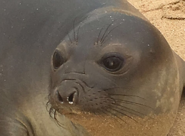 The southern elephant seal that swam nearly 2000 kilometers from his home on the Marion Islands.